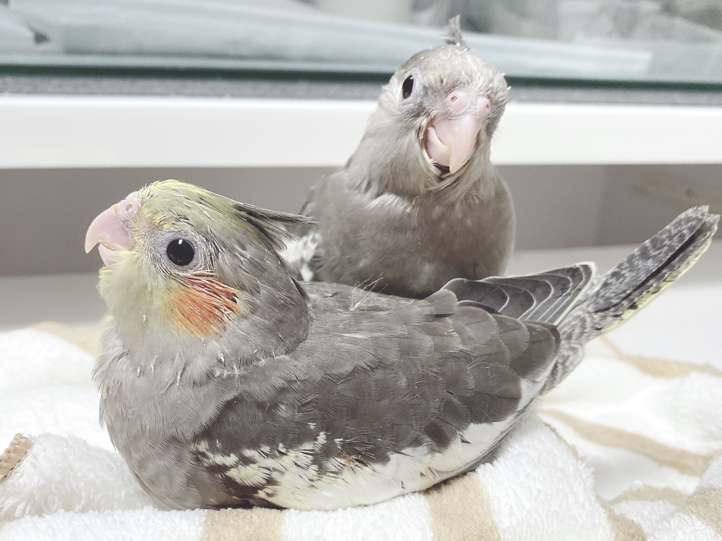 オカメインコの飼育が初めての方にお勧め？？ノーマル雛のオーナー様募集します